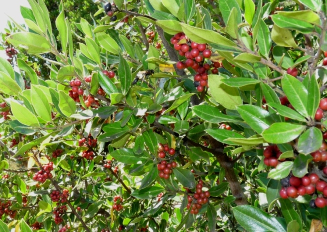 L''albero degli afidi